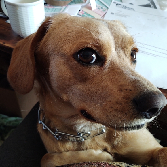 Meet your Posher, Barb - Picture 1 of 8